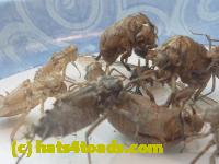 /home//u458753944/public_html/sourcegallery//Insects and small critters/silliness/P1050009.JPG